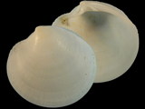 Variation27649