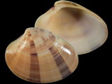 Callista accincta