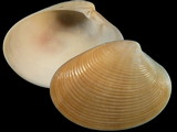Variation27657