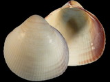 Variation27665