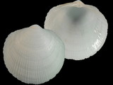 Lepidolucina odontis