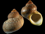 Variation27679