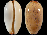 Variation27685