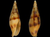 Nebularia ustulata