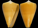 Variation47695