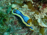 Chromodoris annae