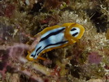 Chromodoris hamiltoni