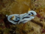 Chromodoris dianae