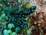 Nembrotha cristata