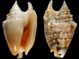 Euprotomus aurisdianae