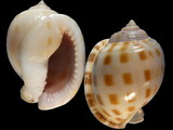 Semicassis bisulcata