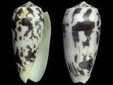 Conus striatus