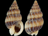 Nassarius pauperus