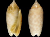 Variation37780