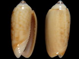 Oliva faba