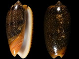 Oliva reticulata