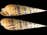 Variation27786