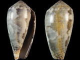 Conus monachus