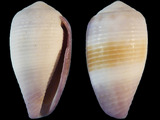 Conus glans