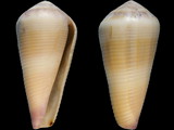 Variation27796