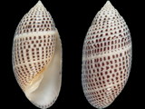 Pupa solidula