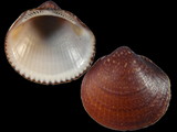 Variation37806