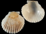 Cryptopecten nux