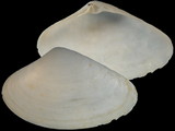 Mactrotoma depressa