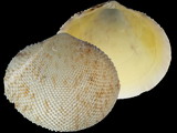 Arcopagia scobinata