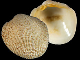 Antigona reticulata