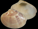 Variation27833
