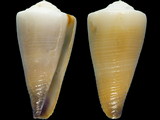 Variation27834