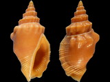 Canarium erythrinum