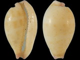 Variation27842