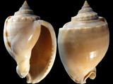 Phalium glaucum