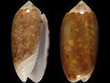 Oliva carneola adspersa