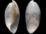 Atys cylindrica