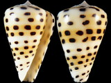 Conus eburneus