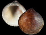 Variation27853