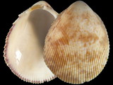 Acrosterigma maculosum