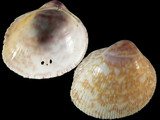 Fulvia boholensis