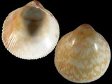 Fulvia undatopicta