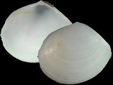 Variation27863