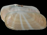 Solecurtus philippinarum