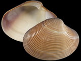 Callista erycina