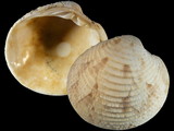 Variation17870