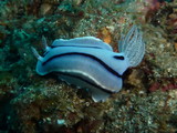 Chromodoris willani