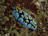 Phyllidia coelestis