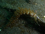 Pteraeolidia ianthina