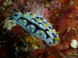 Phyllidia exquisita